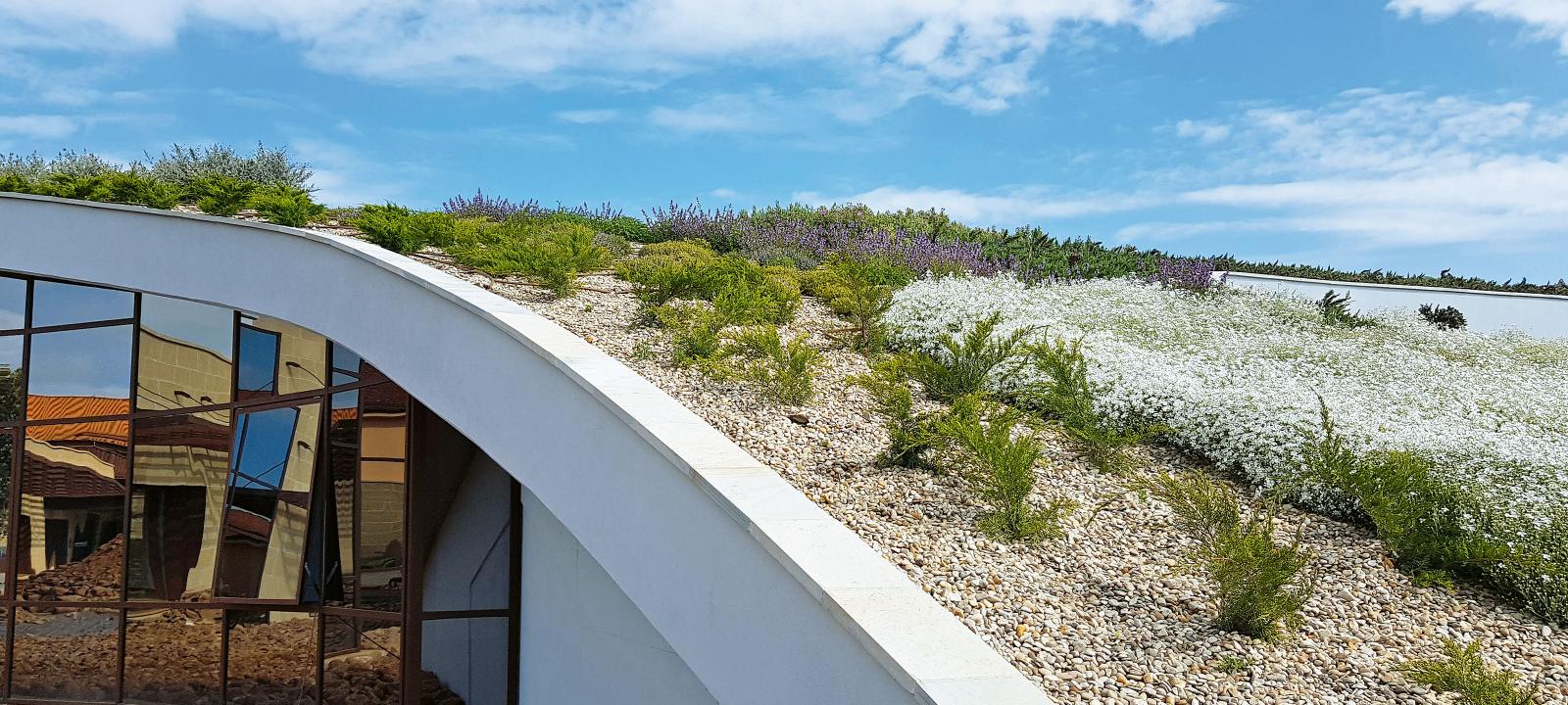 Pitched green roof in full bloom